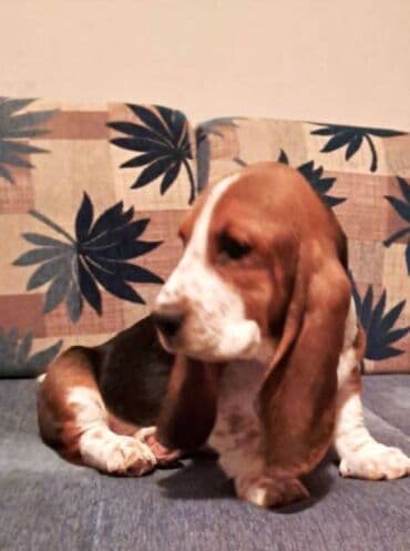 Glodari: Baset štenci Dostupni kučići Baseta, primili drugu dozu vakcine — 3