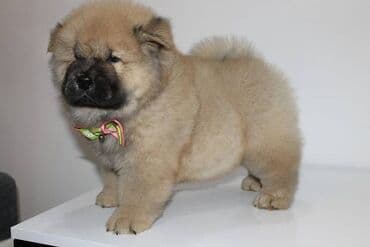 Životinje: Stenci chow chow starosti dva meseca vrhunskog kvaliteta I potencijala — 5