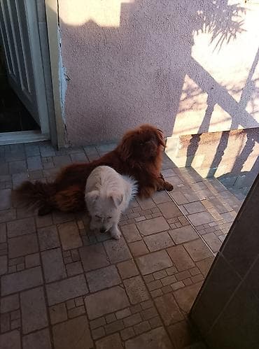 Pet Equipment & Accessories: Dve domaće kuće – mali psi različitih tipova dlake. - Pas 1 — 2