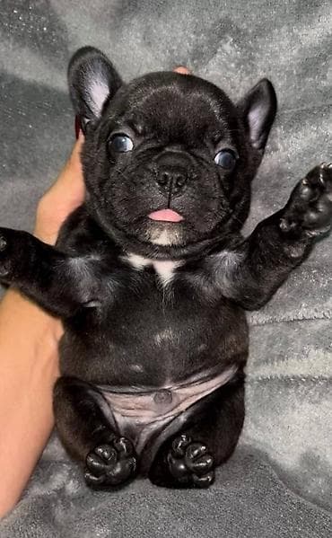 Dostupni štenci francuskog buldoga oba pola, više legla u ponudi