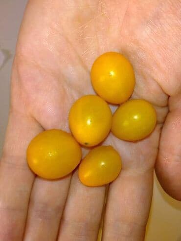 Sve za vikendicu i baštu: Seme paradajza! Crveni jabučar Žuti jabučar Narandžasti jabučar — 10