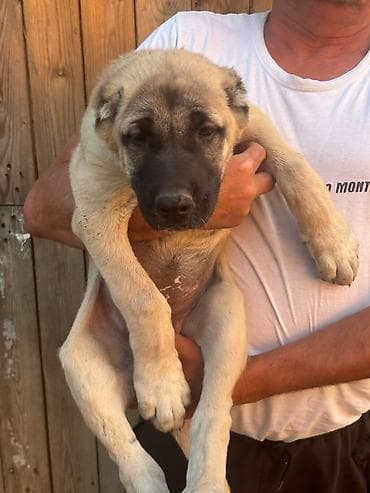 labrador retriver crni: Na prodaju stenci Kangala ostenjeni 26.05.2026, ocisceni od parazita i — 2