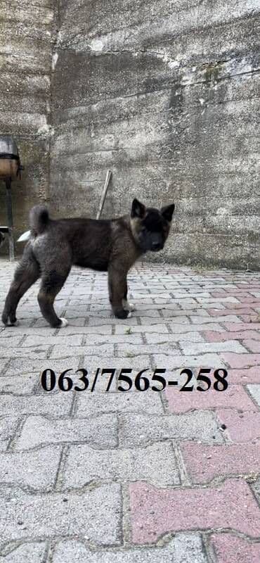 labrador beograd: Američka Akita Na prodaju štenci Američke Akite 3 ženki i 3 — 1