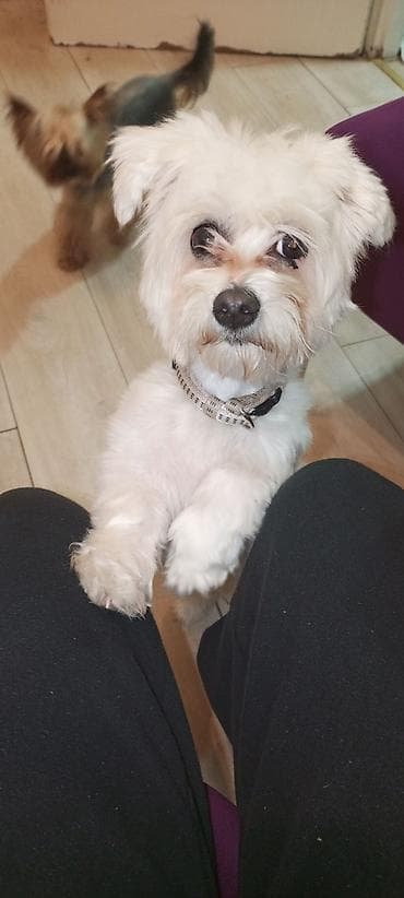 pas pomeranac slike: Mali pas rase tipa maltez (beli), teška 3 kg ne raste više ima god — 7