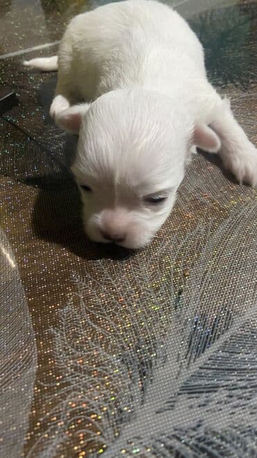 chau chau stene: Stene maltezera 3 zenke i 2 muska Rodjeni 28.11 Javite se u inbox za — 2