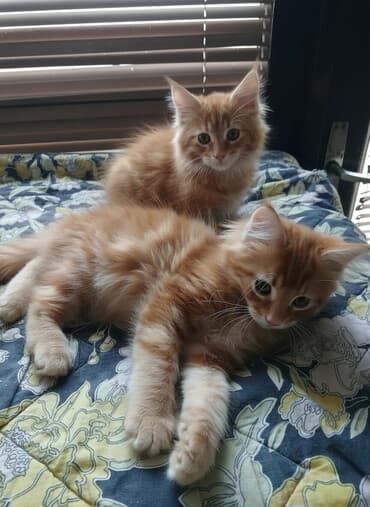 Mace dugodlake – leglo prelepih mačića - Tip: kućne mačke dugodlake