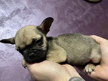 psi za tartufe prodaja: Francuski buldog – štenad - Rasa: Francuski buldog (kompaktno telo — 10