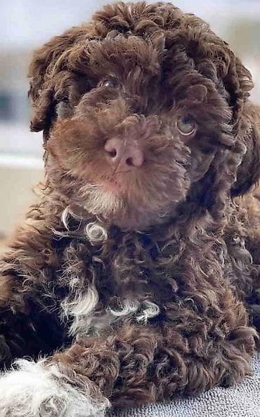 pudle toy cena: Lagotto Romagnolo – rezervacija stenaca Dostupno novo leglo pasa rase — 1