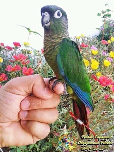 Glodari: Povodci za papagaje – sigurnost, sloboda i poverenje u jednom! — 10