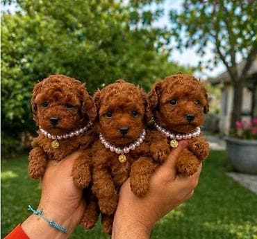 mali akvarijum za ribice cena: Teacup pudle U ponudi predivni štenci teacup pudle, izuzetno sitne — 1