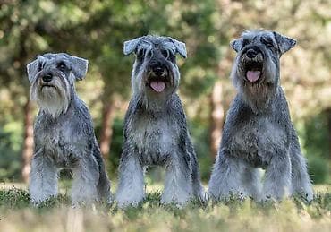 bebe psi: Patuljasti ŠNAUCERI biber so Odgajivacnica PATULJASTIH SNAUCERA Belih — 5