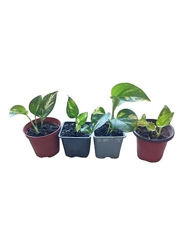 cvece singonijum: Sobne biljke – Epipremnum aureum (potos, scindapsus) u saksijama - — 1
