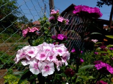 Sve za vikendicu i baštu: Na prodaju seme turskog karanfila mix od 50+/- semenki - 100 dinara — 2