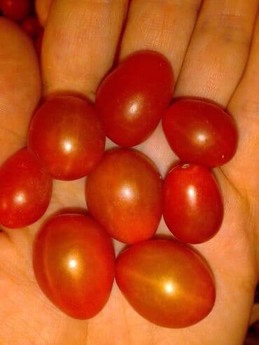 Sve za vikendicu i baštu: Seme paradajza! Crveni jabučar Žuti jabučar Narandžasti jabučar — 11