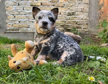 na prodaju mastiff: Na prodaju štenci (MUŽJAK I ŽENKA) Australijskog Govedara, jedne od — 6