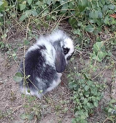Rodents: Predivni patuljasti kunići sa spuštenim ušima čekaju da pronađu svoju — 3