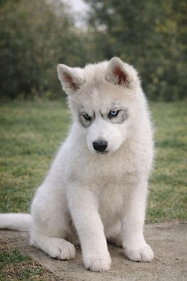 psi na prodaju bosna i hercegovina: Sibirski haski štenci – leglo Archangel, odgajivačnica Angel Vision — 3
