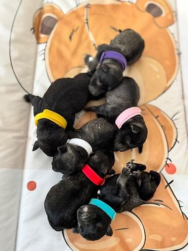 stene kane korso: Patuljasti Snaucer Biber so boja 5 zenki 1 muzjak Stenad su iz — 2