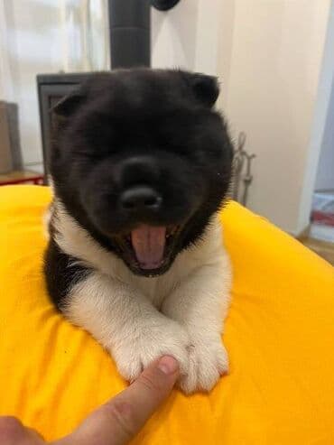 stene maltezera: Američka akita štenci, muško i žensko štene, stari mesec dana — 6