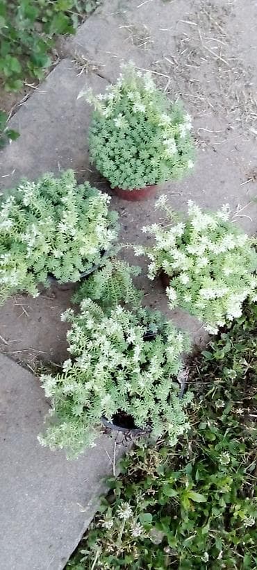 Sedum (supervivum) u saksiji – niskorastući sukulentni pokrivač tla sa