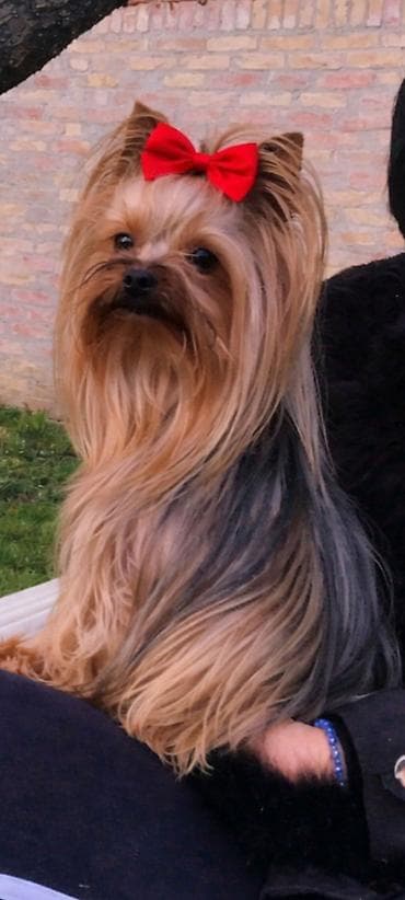 meso za pse prodaja: Jorkšir terijer – štenci iz kućnog legla majka ima kilo i po otac 980 — 1