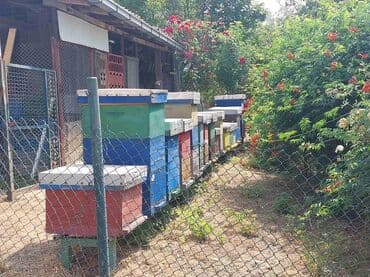 10 kosnica bez nastavaka, Sopot. Red košnica za pčelarstvo, idealan za — 2