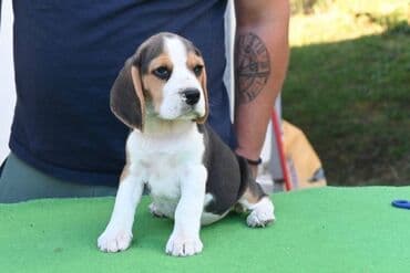 toy pudla novi sad: NEO'S STYLE KENNEL FCI 8177 Naša odgajivačnica objavljuje novo leglo U — 2
