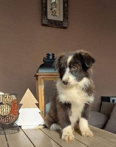francuski buldog plavi cena: Border koli/collie štenci. Vakcinisani, revakcinisani i očišćeni od — 6