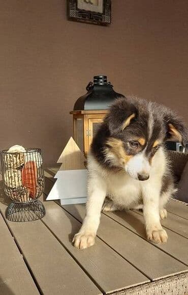 francuski buldog plavi cena: Border koli/collie štenci. Vakcinisani, revakcinisani i očišćeni od — 3