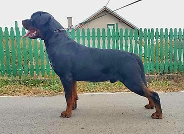 francuski buldog štenci: Rotvajler, muška štenad Odgajivačnica „Fustendorf“ FCI 5449, rasa — 2