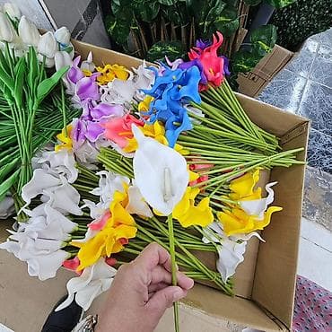 Vestacke kale
10kom- 1400 din