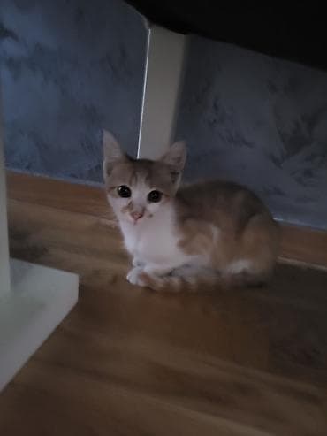 Udomljavam mače staro oko 2 meseca, očišćeno od parazita, muzjak