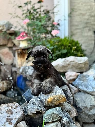stafordi na poklon: Odgajivačnica patuljastih šnaucera Pet House ima slobodno dva ženska — 9