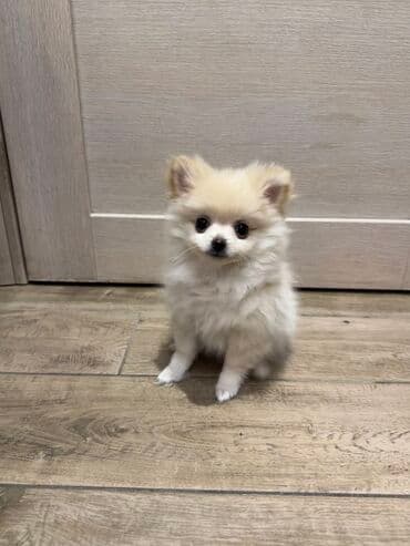 Dostupno žensko štene čistokrvnog pomeranca. Stručno negovano uz