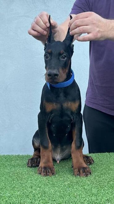 Životinje: DOBERMAN stenci, vrhunskog porekla, sa genetskim testovima roditelja — 2