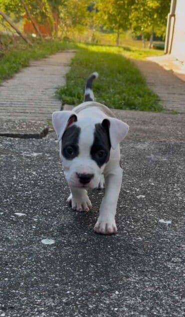 Pets & Animals: U ponudi prelepi stenci americkog staforda 2 zenke i 1 muzijak — 3