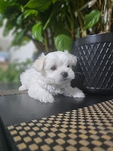 Psi: Na prodaju preslatki mini maltezeri.4 muzjaka i dve zenkice. Rodjeni — 8