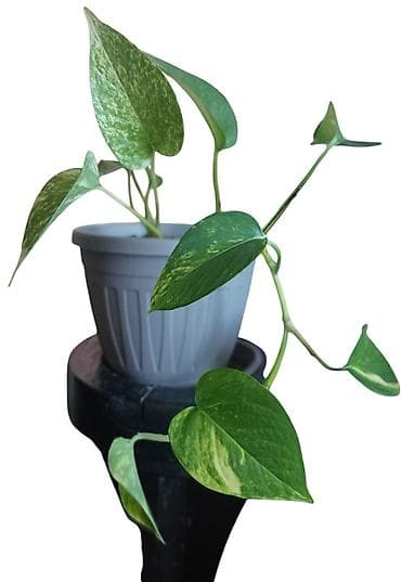 Sobna biljka Epipremnum aureum (Scindapsus/“Pothos”) u saksiji