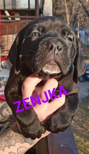 psi za dvoriste prodaja: U ponudi stenci Cane Corso kvalitetne krvne linije, odnegovani u — 4