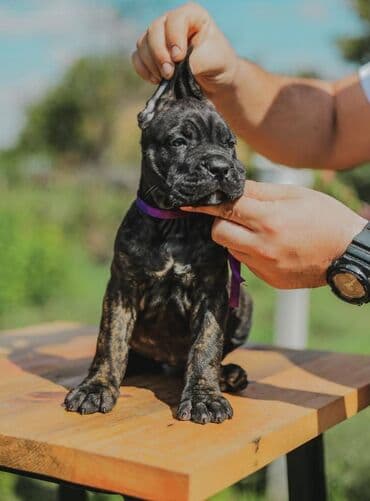 psi koji trazi tartufe: Postanite vlasnik jednog od naših vrhunskih Cane Corso štenaca — 18