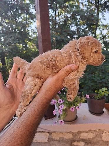 mali psi za stan cena: Na prodaju prelepi štenci toy pudle U ponudi su: 2 mužjačića, 1 — 6