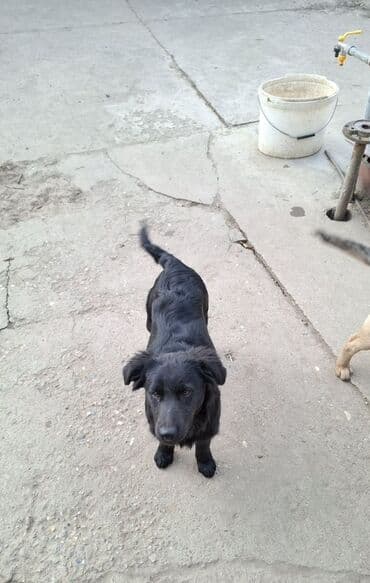 Psi: Na prodaju preslatki kučići mesanci malinoe i pulina.  Kučići su stari — 3