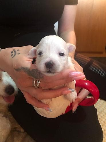 french bulldog psi: Na prodaju stenci maltezeri majka je mini otac patuljasti cistokrvni — 10
