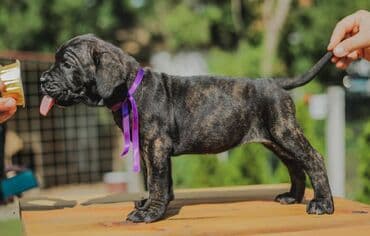 psi koji trazi tartufe: Postanite vlasnik jednog od naših vrhunskih Cane Corso štenaca — 17