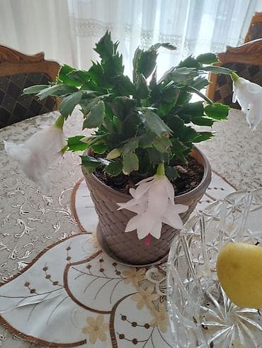 trake za spavanje: Sobne i ukrasne biljke u saksijama – više vrsta - Syngonium — 2