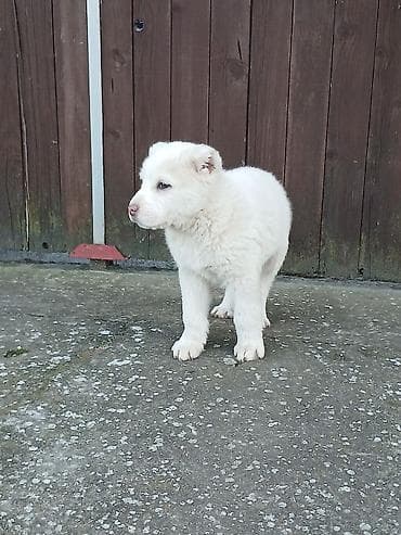 mali psi na poklon beograd: Na prodaju ženka azijata (srednjeaziski ovčar) Stara 6. Nedelja — 9