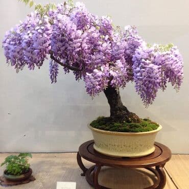 duborez ikone cene: Mini Wisteria seme
Cena:550din/5 semenki — 2