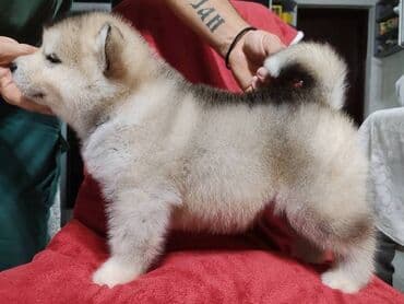 Pet Equipment & Accessories: Aljaski malamut štenci Štenci aljaskog malamuta spremni za — 5