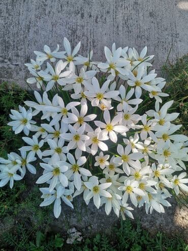 hristov trn beli: Kisni ljiljani- beli, 5 lukovica je — 3