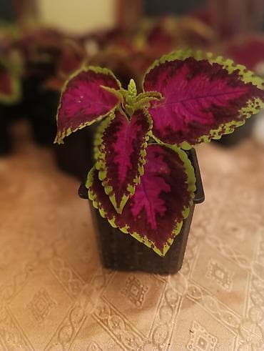 cvece debela koka: Koleus (Coleus, ukrasna kopriva) – rasad u saksijama - Raznobojne — 4